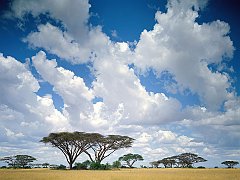 Masai Mara Game Reserve, Kenya